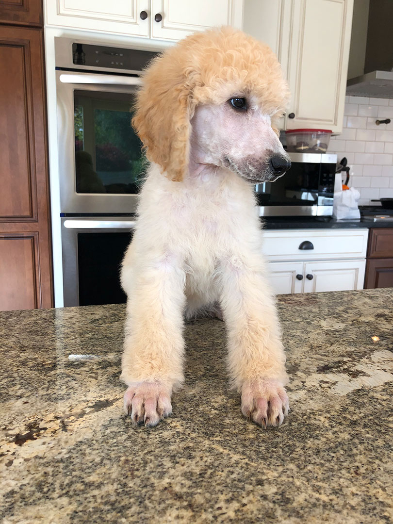 Available Puppies Berkshire Poodles