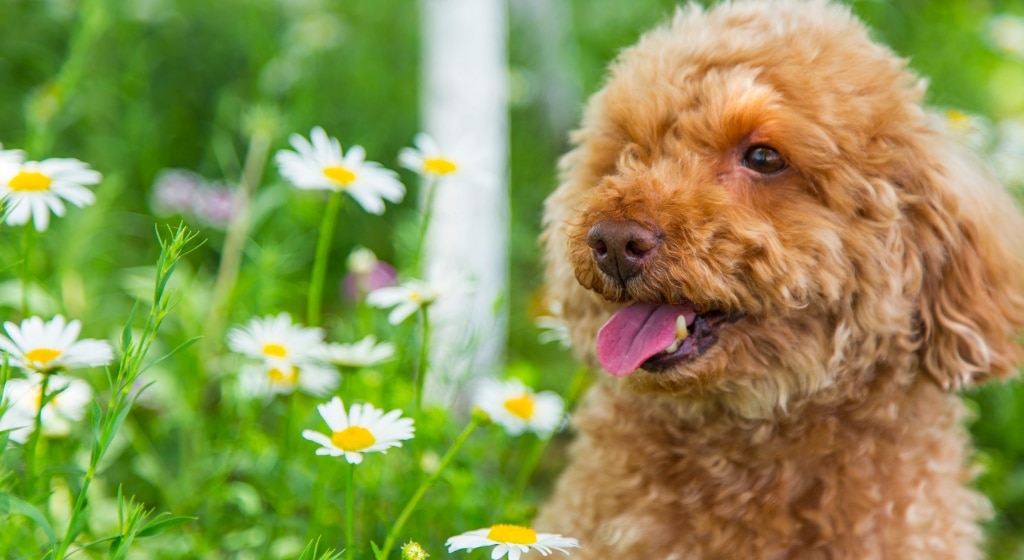 Why Purebred Poodles Make Great Family Pets