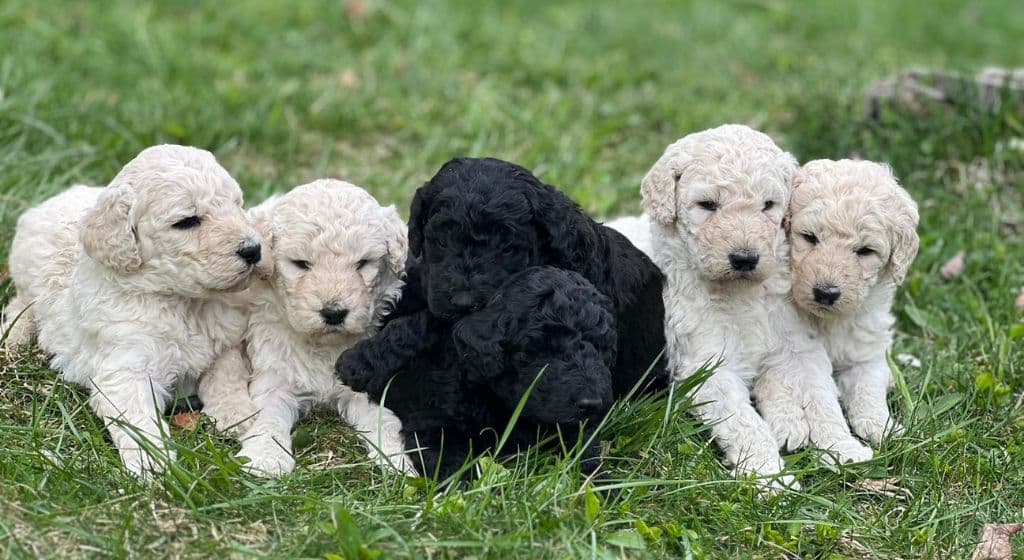 Purebred Poodle Puppies Berkshire